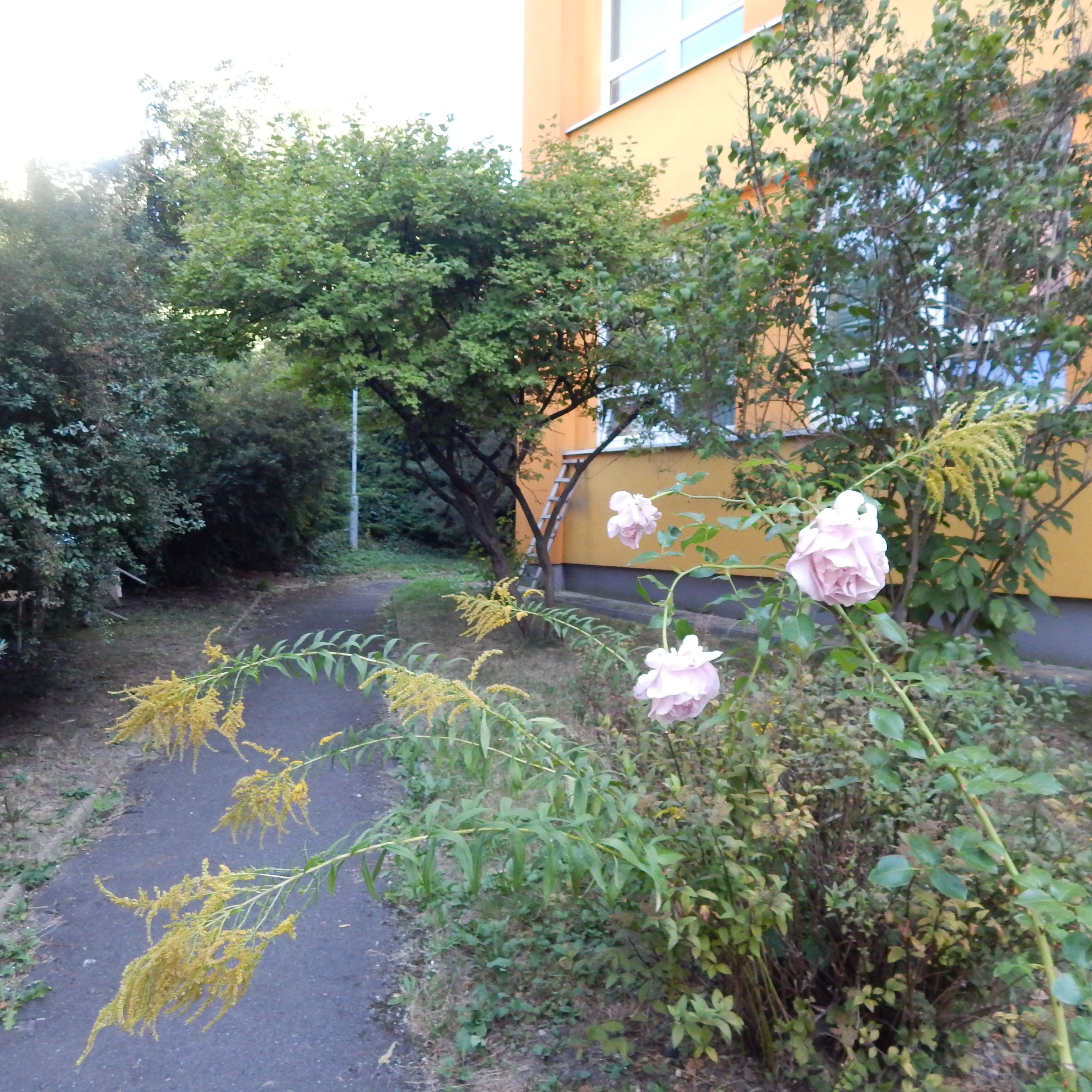 https://skolypraha3.cz/wp-content/uploads/2016/09/ZŠ-A-MŠ-CHELČICKÉHO_3.jpg